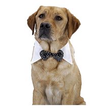 Picture of Black Bow Tie Pet Costume