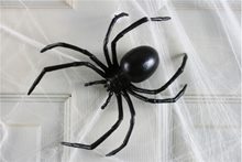 Picture of Black Widow Spider 6in