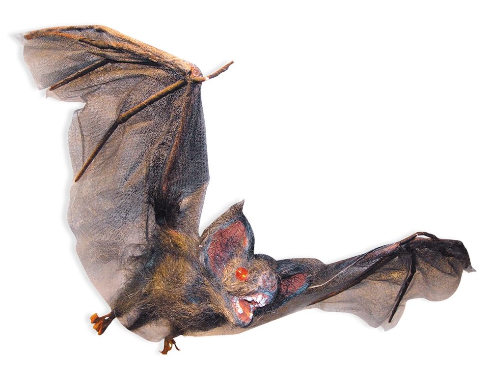 Picture of Small Hairy Flying Vampire Bat