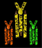 Picture of Neon Skulls Blacklight Reactive Suspenders (More Colors)