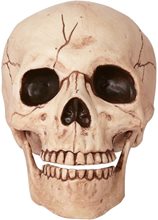 Picture of Life-Sized Human Skull Prop 6in