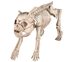 Picture of English Bulldog Skeleton Prop