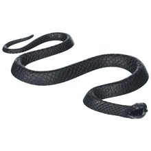 Picture of Small Black Snake