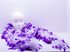 Picture of White & Purple 2-Tone Boa