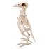 Picture of White Skeleton Crow